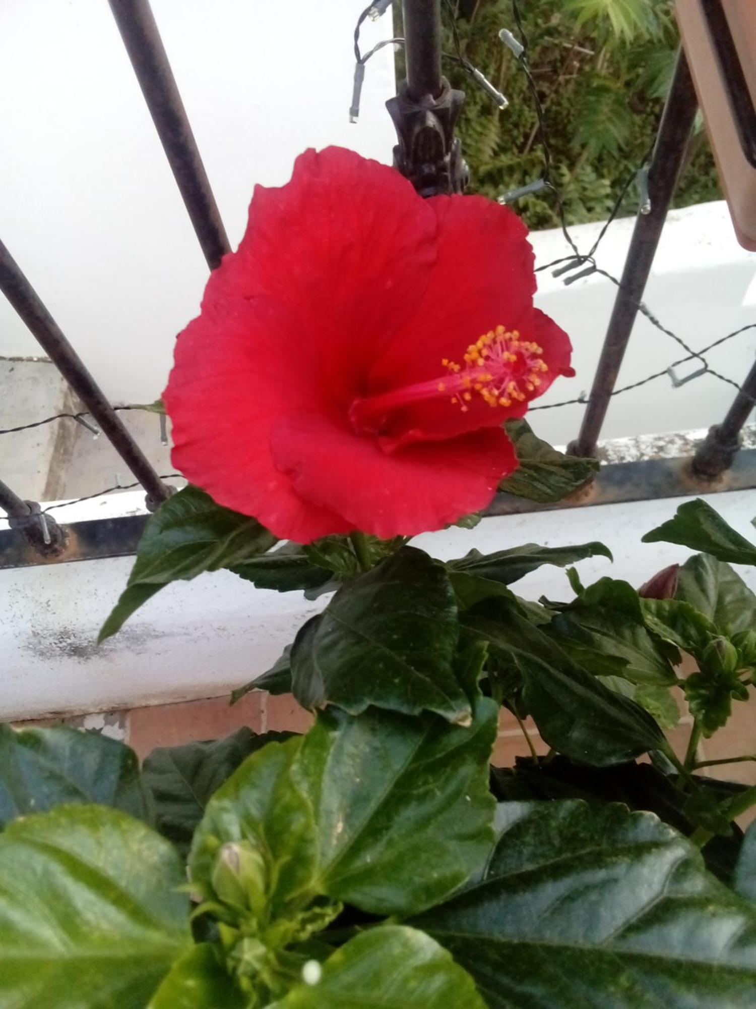 Vista Terraza Illora Διαμέρισμα Εξωτερικό φωτογραφία