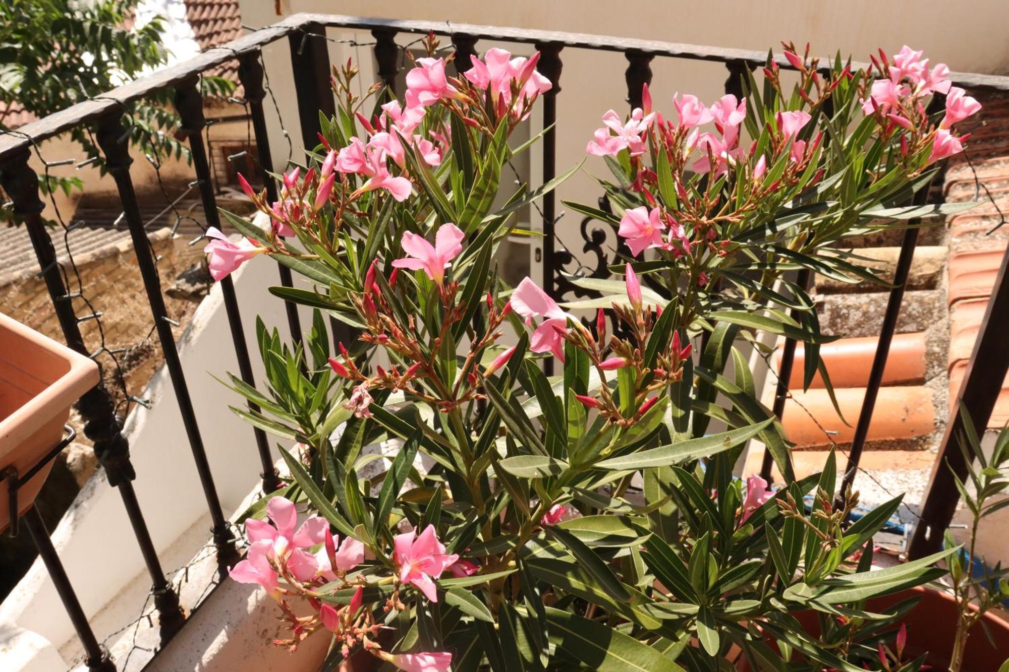 Vista Terraza Illora Διαμέρισμα Εξωτερικό φωτογραφία